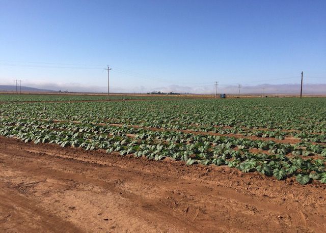 EN VENTA 65 HA EN JARAMILLO,ENSENADA B.B - foto 1