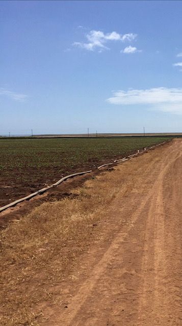 EN VENTA 65 HA EN JARAMILLO,ENSENADA B.B - foto 2