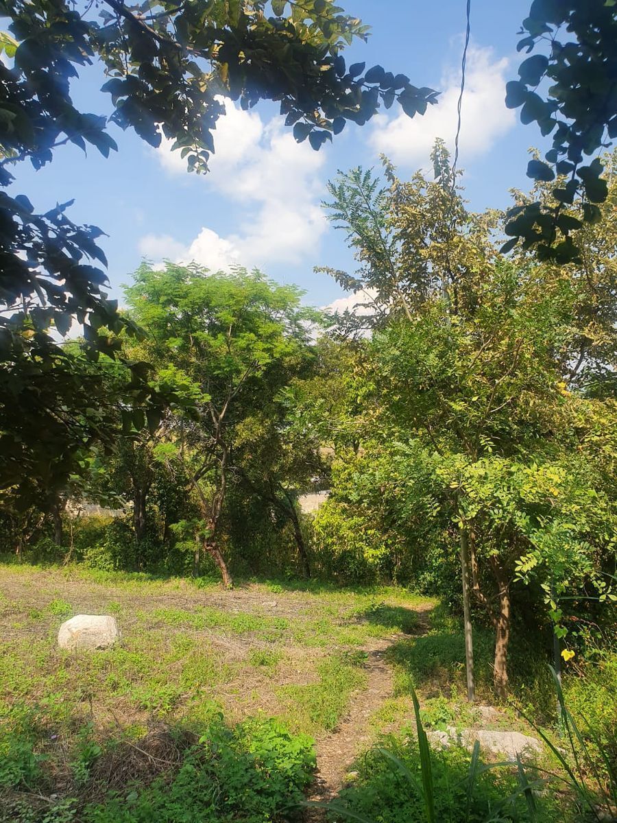 3 de 9: Podrás diseñar tu propio jardín.