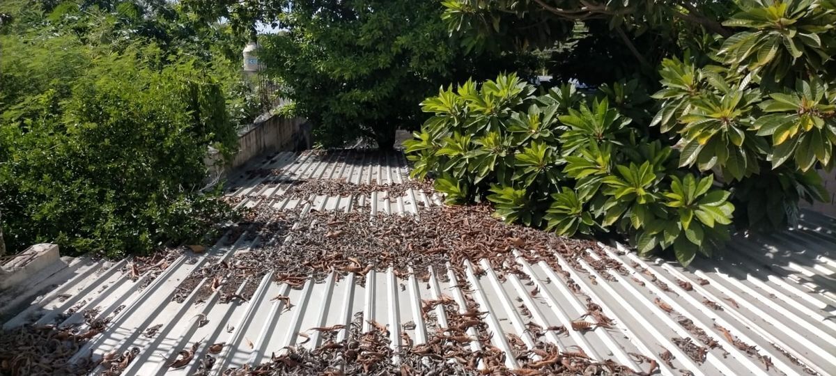 VENTA!!!Local comercial en Avenida128, Mérida, Yucatán EasyBroker