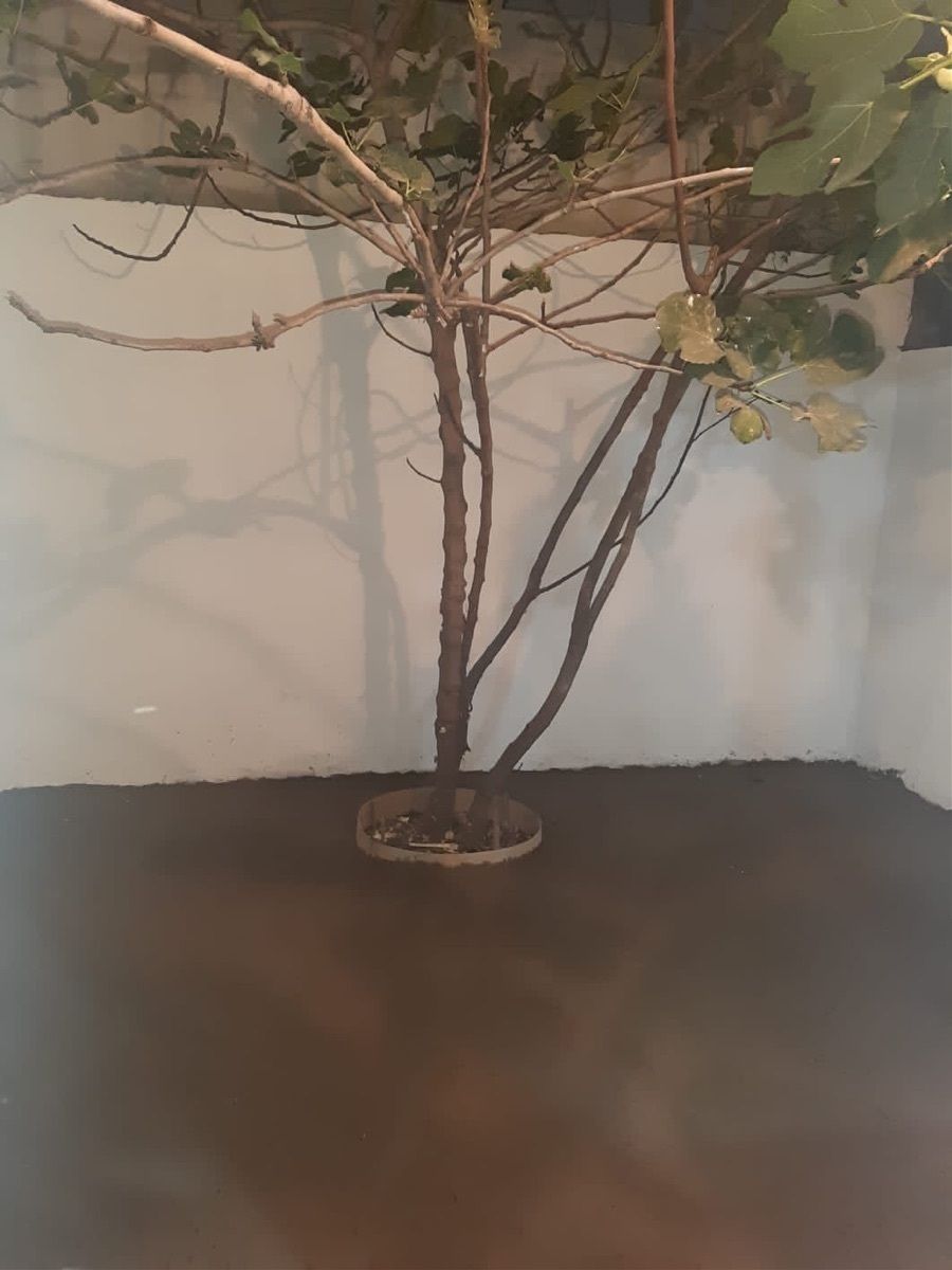 Casa en condominio en Ciudad del Sol, Querétaro, foto 11 de 17