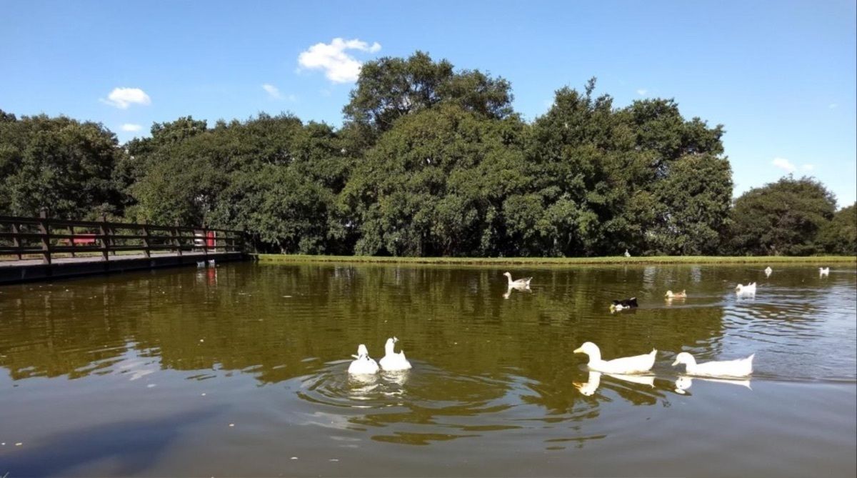 Lote em Rancho San Juan, Atizapán de Zaragoza, foto 7 de 36
