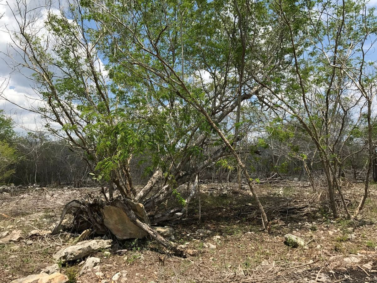 Terreno en veta Xcunya a 10 min de la playa de Progreso - foto 1