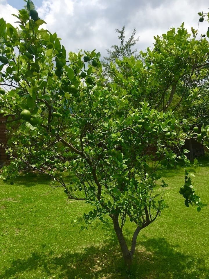 31 de 41