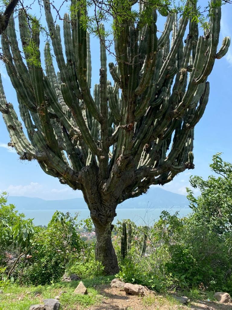 9 de 17