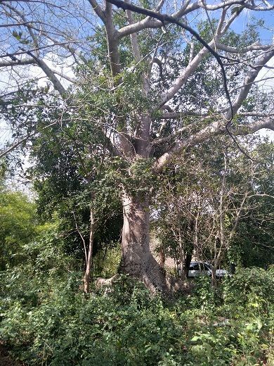 11 de 14: Árbol milenario de la Ceiba en el área del Cenote.