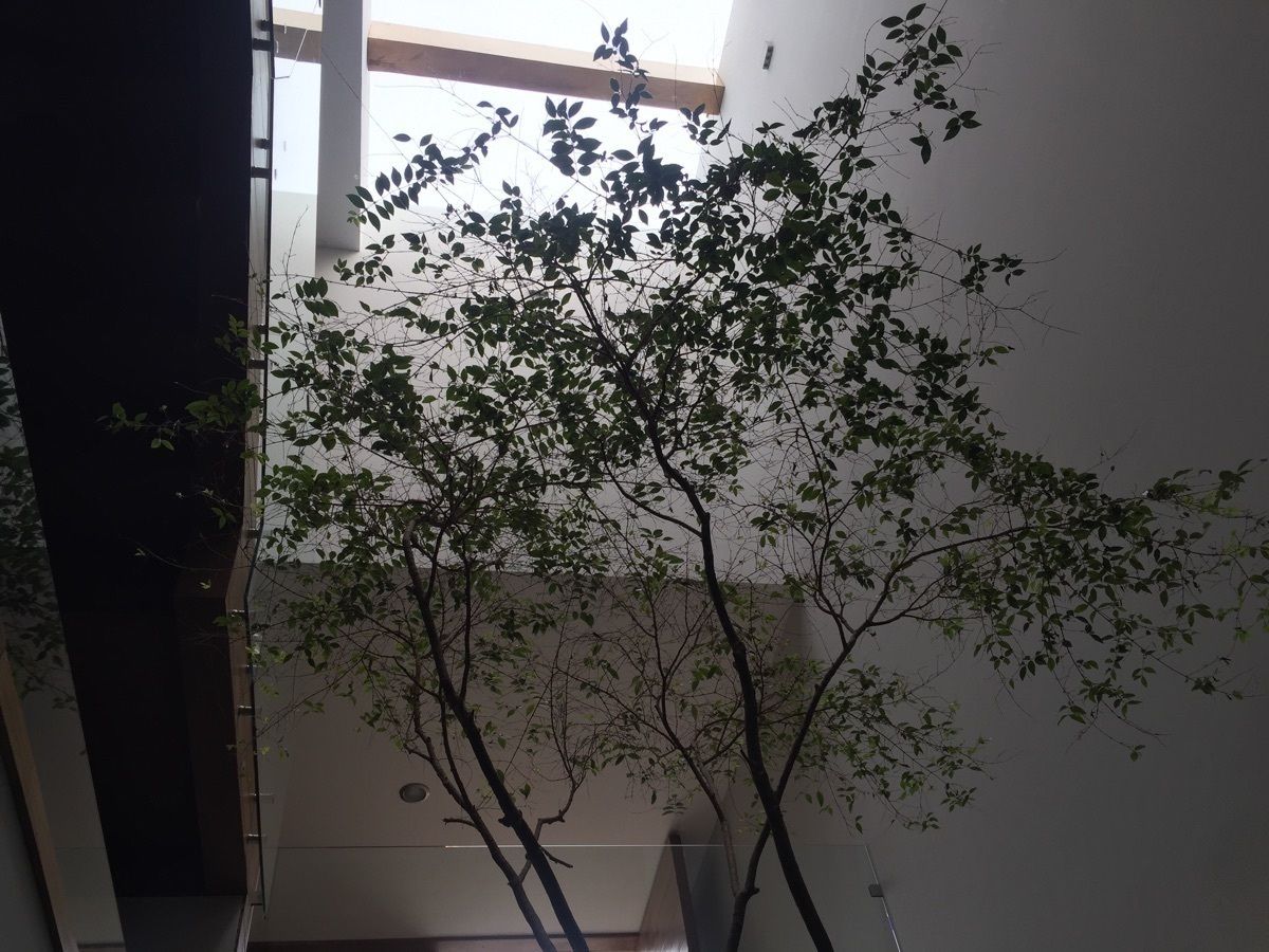 14 de 16: árbol en cubo de luz interior