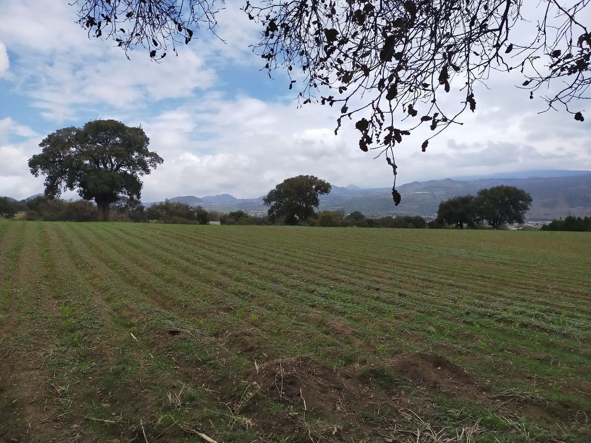 TENANGO DEL AIRE, TERRENO IDEAL PARA INVERSION AGRICOLA Y GANADERA - foto 2