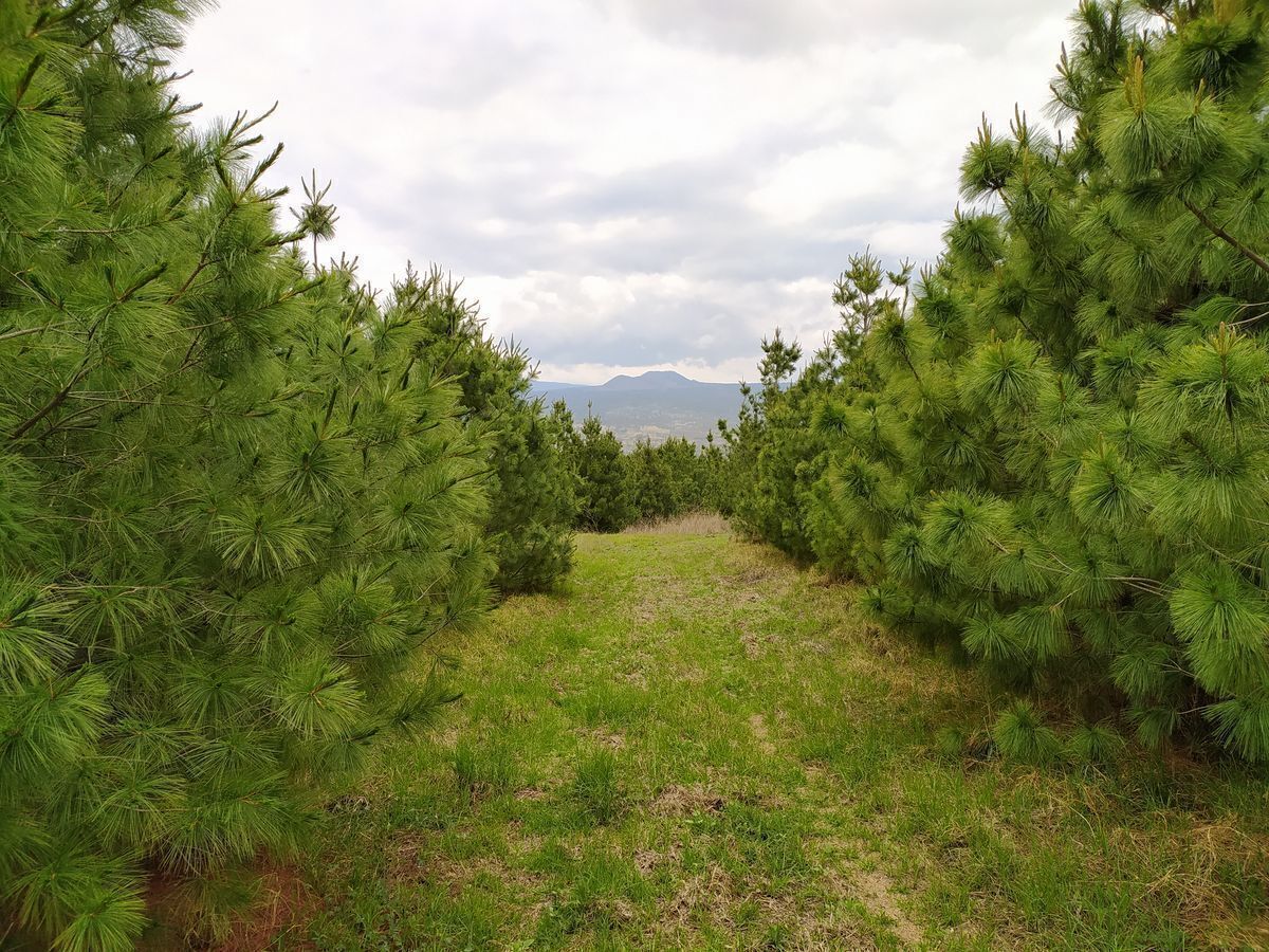 TENANGO DEL AIRE, TERRENO IDEAL PARA INVERSION AGRICOLA Y GANADERA - foto 3