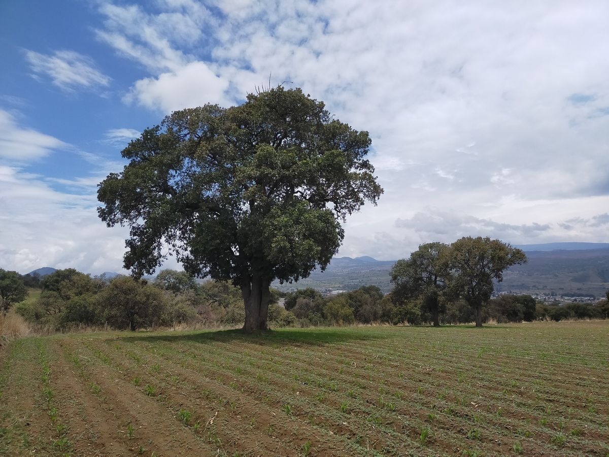 TENANGO DEL AIRE, TERRENO IDEAL PARA INVERSION AGRICOLA Y GANADERA - foto 1