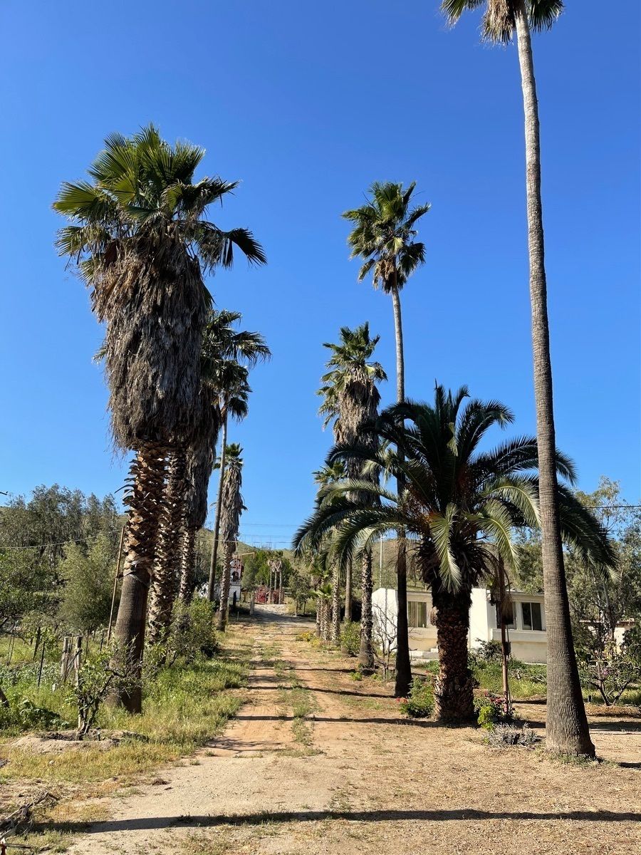 Venta de Rancho de 7 Hectáreas en Tecate, a un Costado de Presa el Carrizo