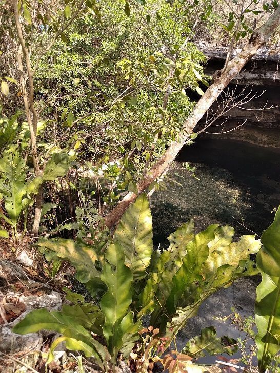 2 de 15: Cenote abierto con vegetación en la circunferencia