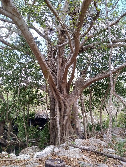 12 de 20: Un gran álamo en la orilla del cenote