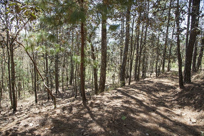 SE VENDE terreno de 2000 metros cuadrados en zona boscosa ¡Llame ahora