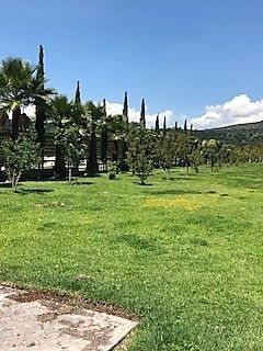 17 de 23: Arboles frutales