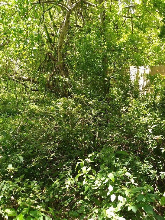 Algunos arboles dentro del fondo de la casa