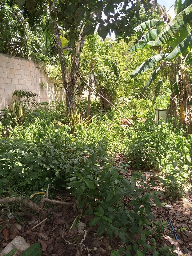 9 de 22: Otros arboles dentro del patio de la casa