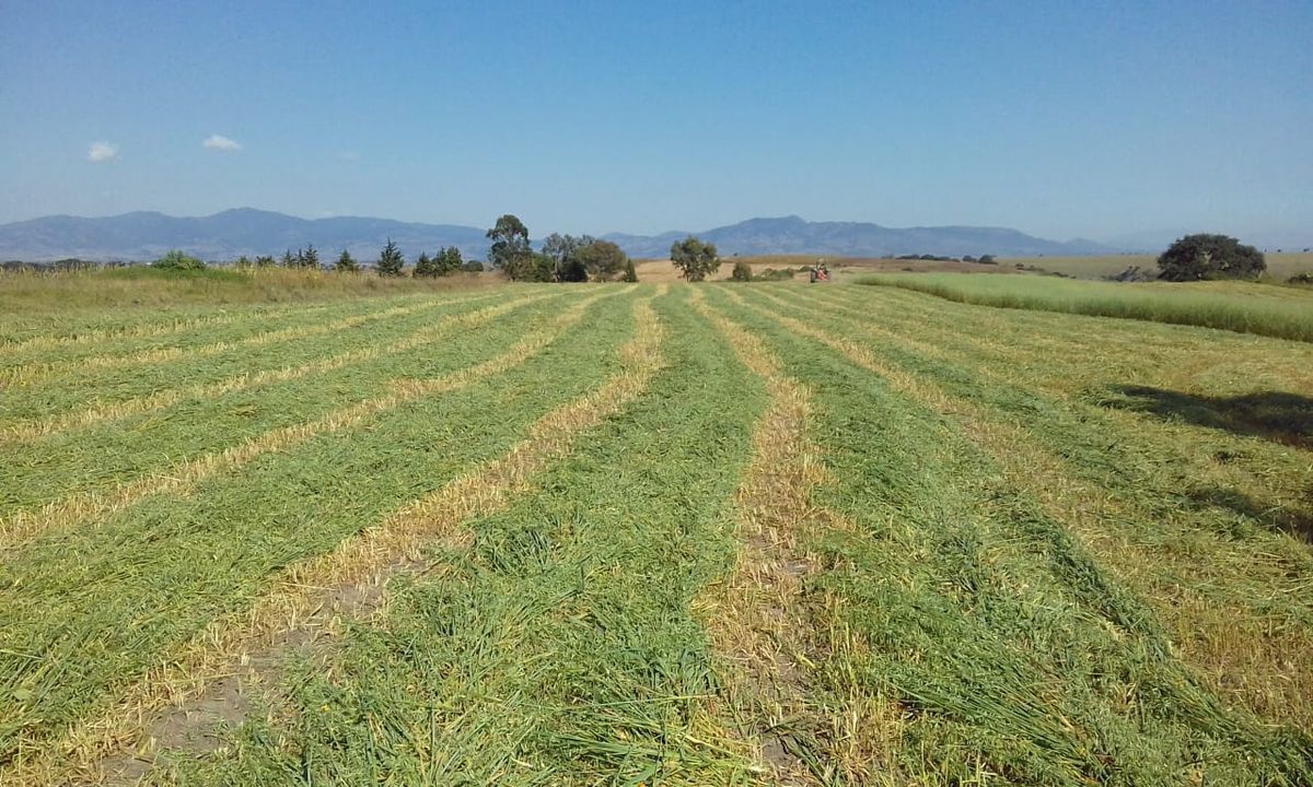 Venta Terreno / Lote San Francisco Magú - Nicolás Romero