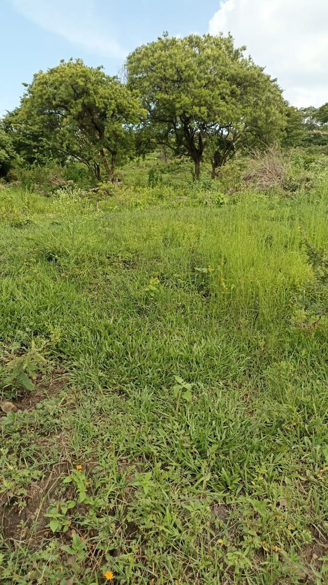 Terreno en Balcones de La Calera, Ixtlahuacán de los Membrillos, foto 3 de 4