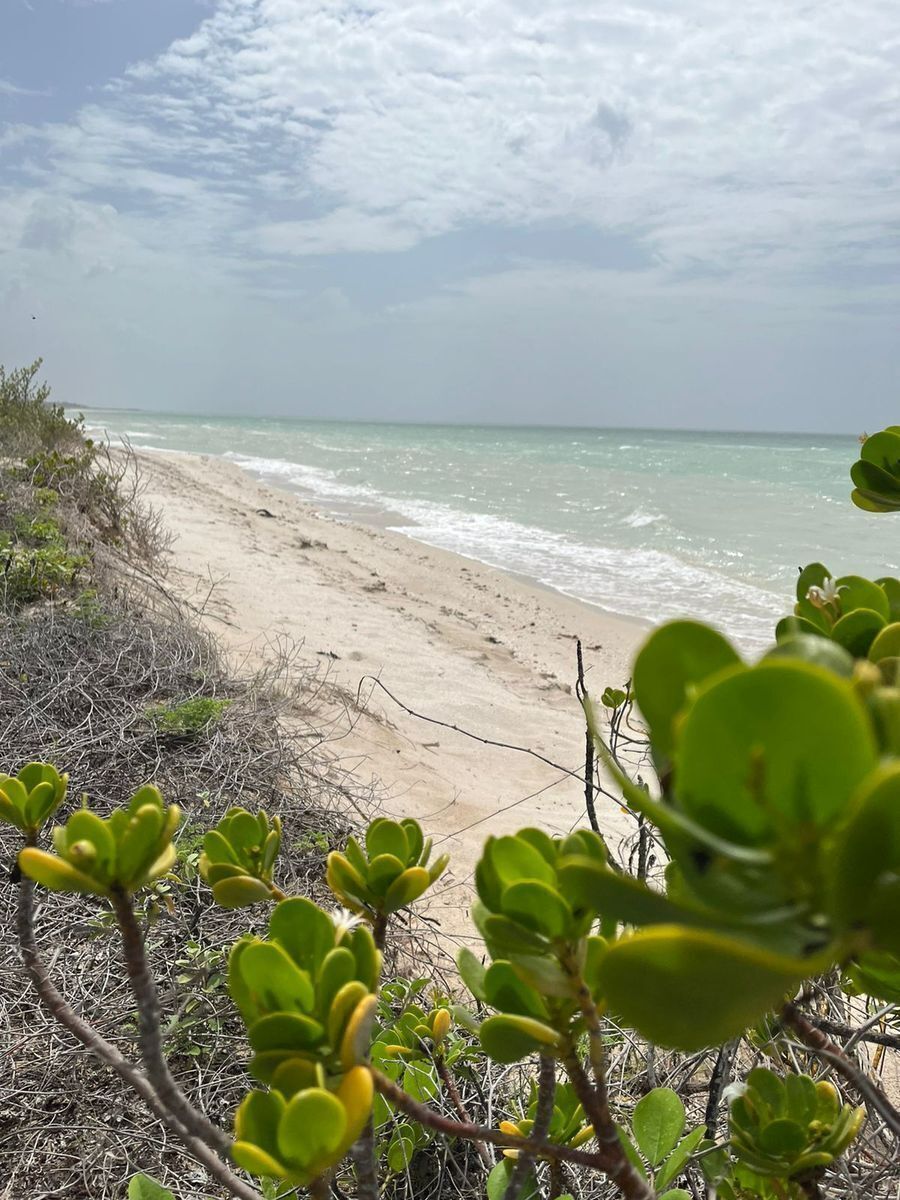 Venta de terreno en Sisal Primera Fila EasyBroker