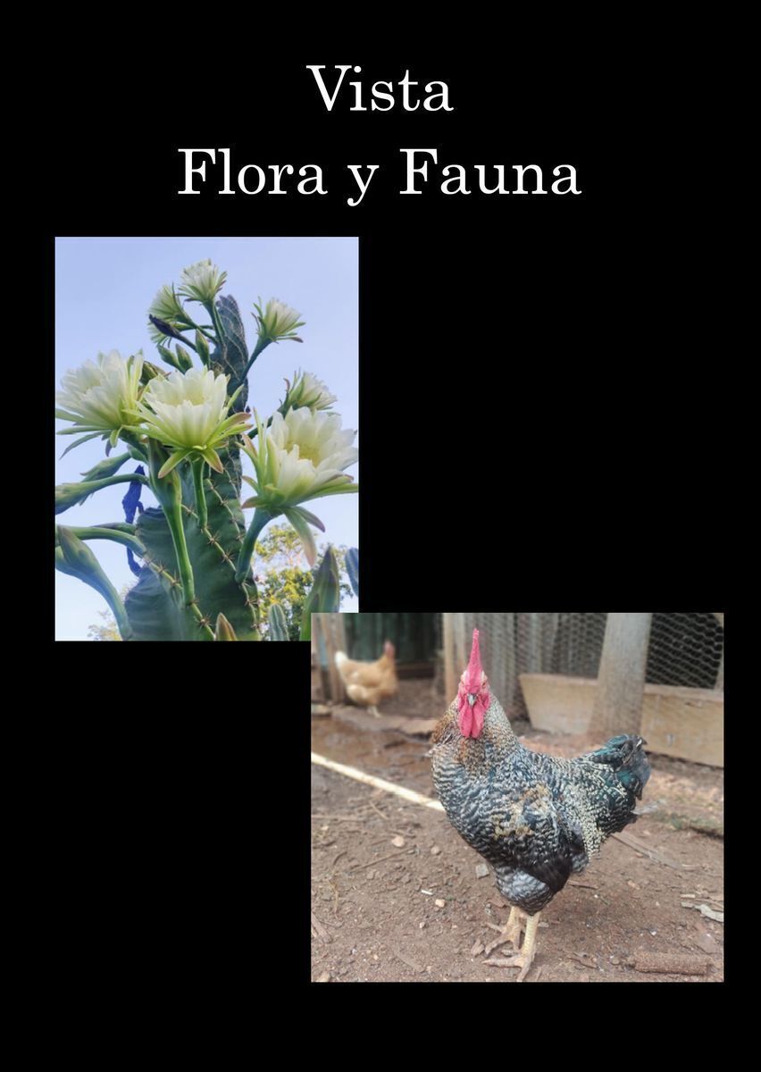 12 de 16