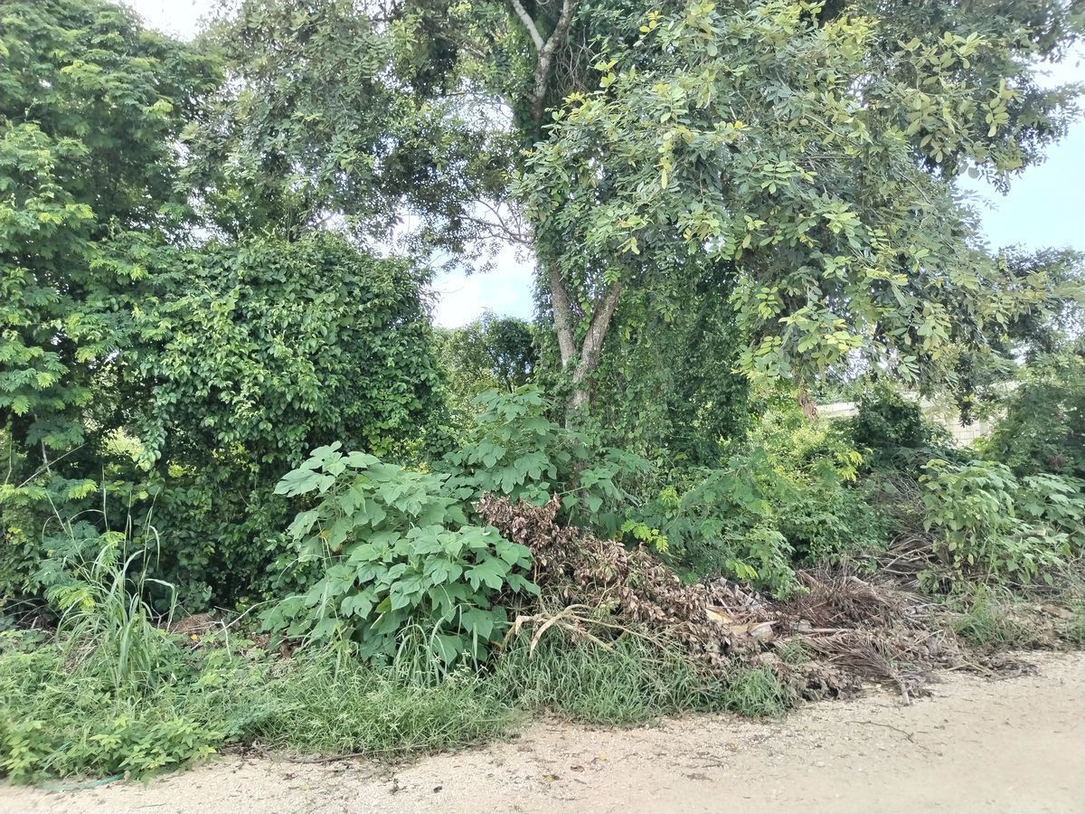 Terreno en Cholul, Mérida, foto 4 de 5
