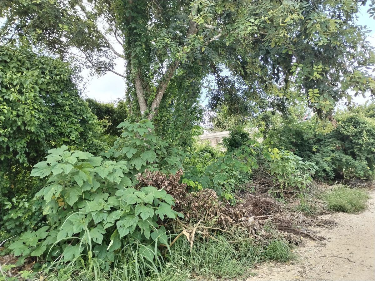 Terreno en Cholul, Mérida, foto 5 de 5