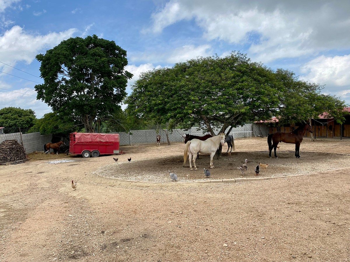 Rancho en Santa Cruz, Ocozocoautla de Espinosa, foto 3 de 9