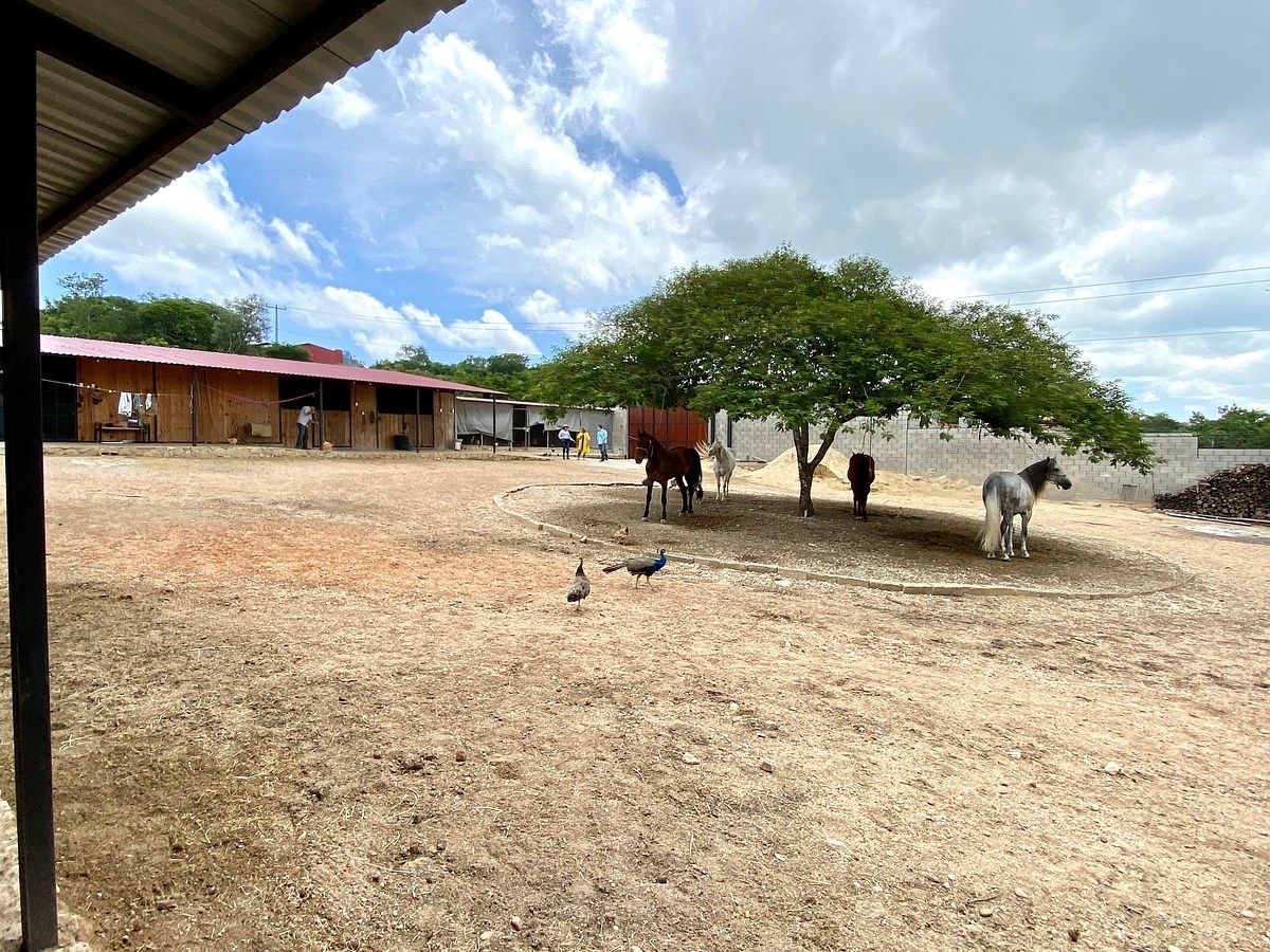 Rancho en Santa Cruz, Ocozocoautla de Espinosa, foto 6 de 9