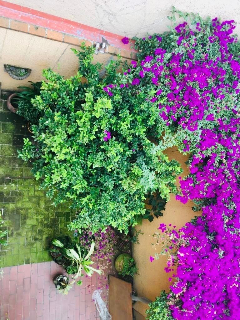 6 of 38: Jardín frontal con árbol de limones 