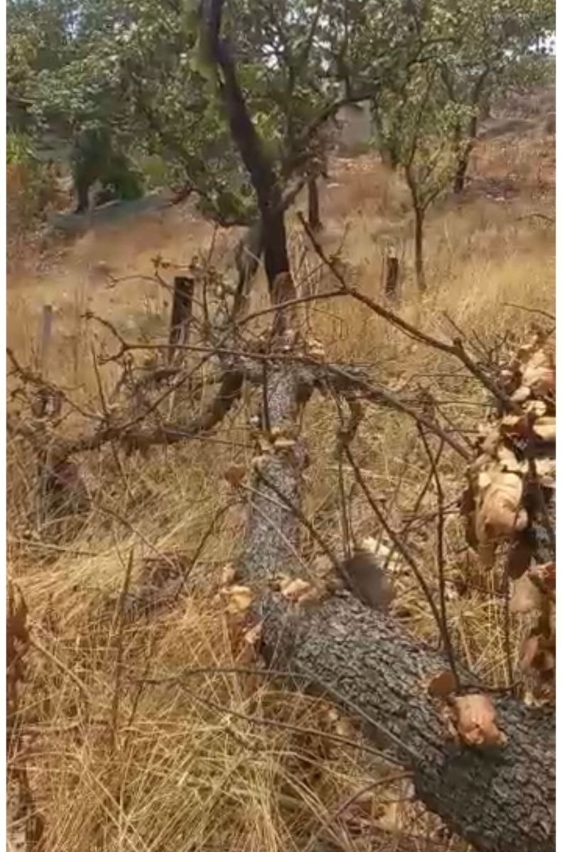 TERRENO EN VENTA SAN ESTEBAN - foto 3