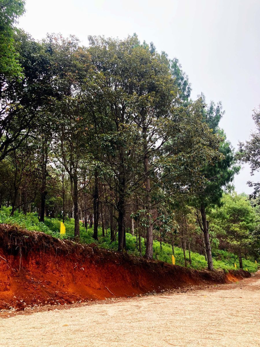 Se Vende Terreno Campestre en Proyecto Avellaneda