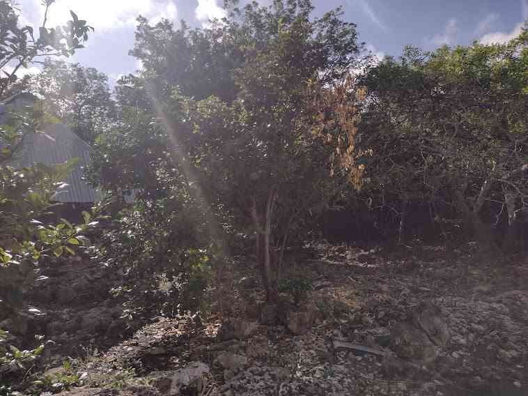 Venta de terreno ,agrícola , Dzilam de Bravo,Yucatán - foto 2