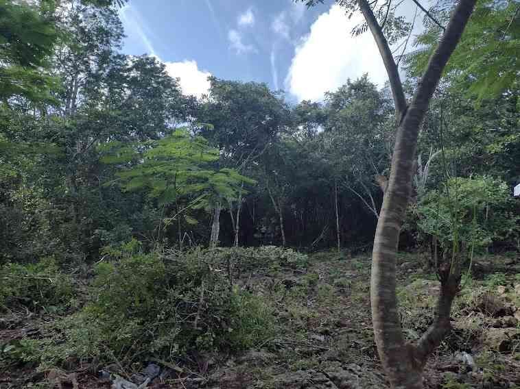 Venta de terreno ,agrícola , Dzilam de Bravo,Yucatán - foto 5