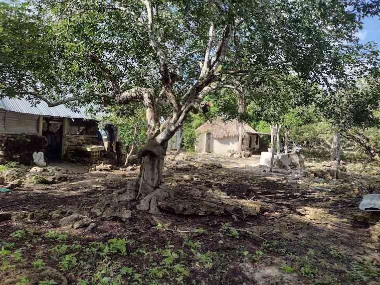 Venta de terreno ,agrícola , Dzilam de Bravo,Yucatán - foto 1