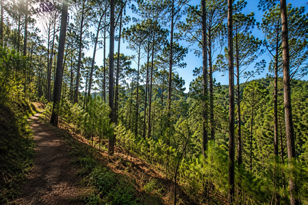 SPECTACULAR LAND FOR SALE IN MAZAMITLA