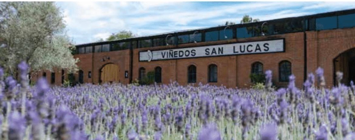 VENTA DE TERRENO EN VIÑEDO SAN LUCAS, SAN MIGUEL DE ALENDE . - foto 5