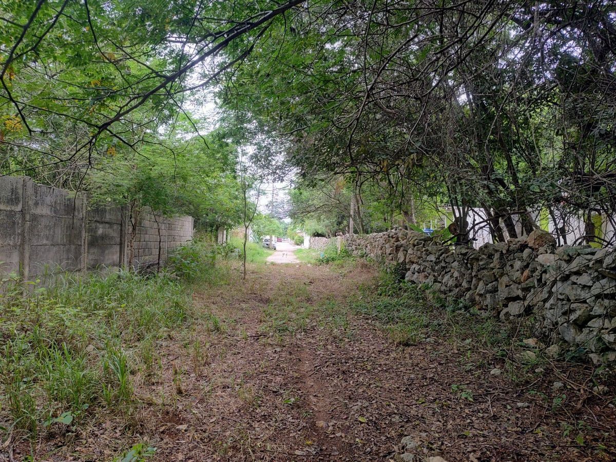 10 de 16: ENTRADA ARBOLADA
