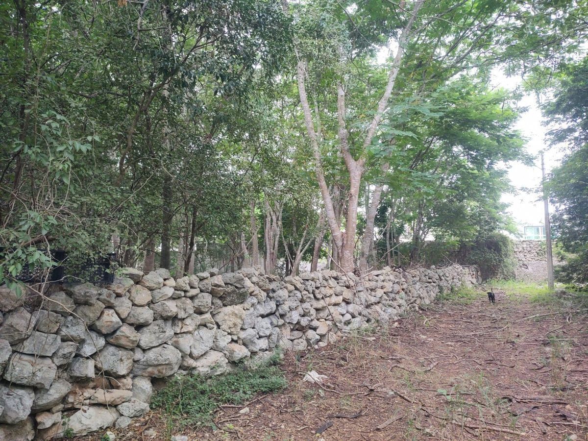 9 de 16: CALLE CERRADAENTRADA ARBOLADA