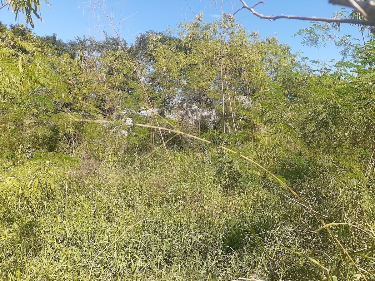 6 de 8: Terreno en Progreso Yucatán Barda de piedra. 