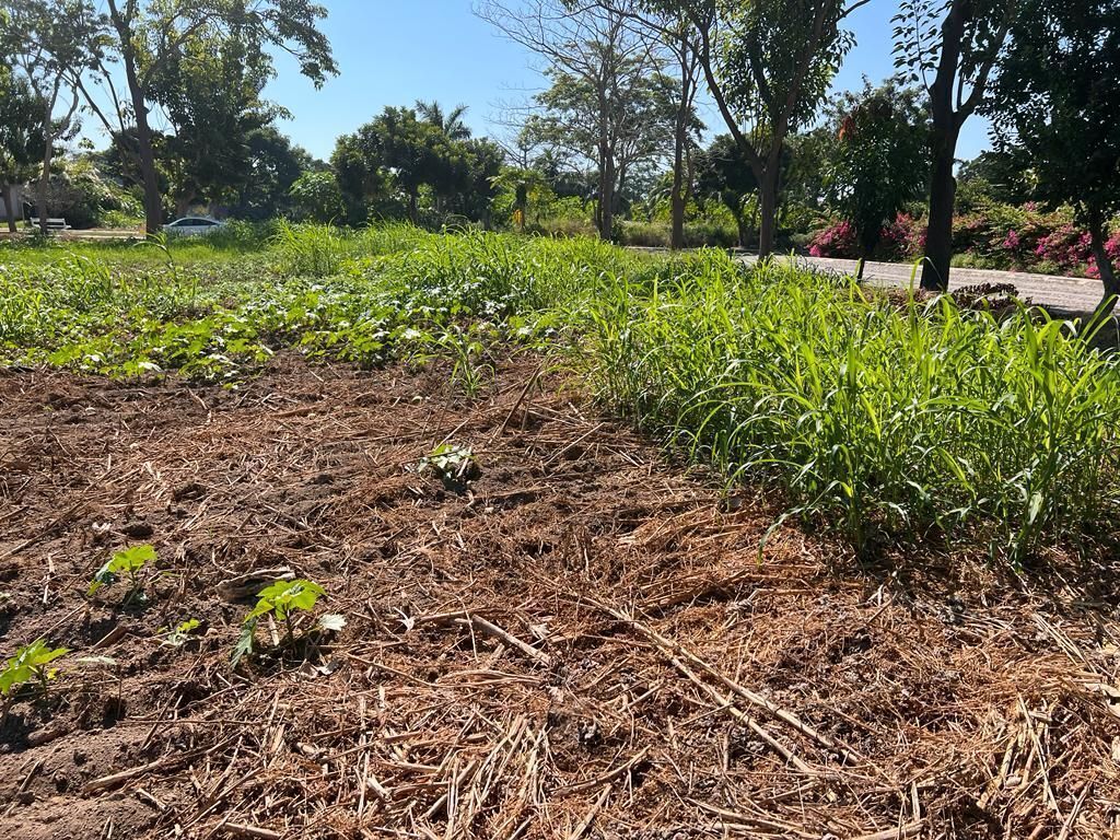 15 de 28: En medio del terreno