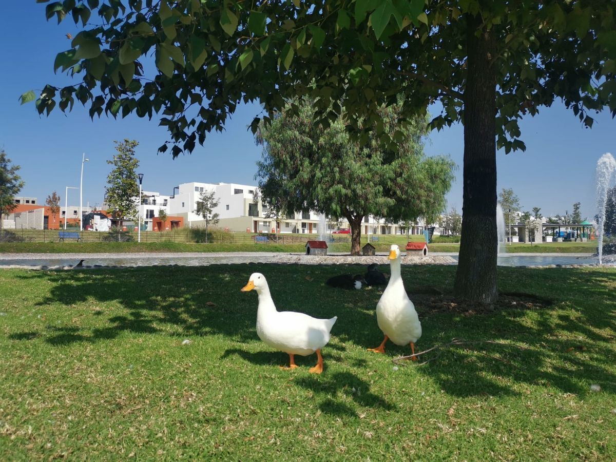 22 de 26: Área verde común 