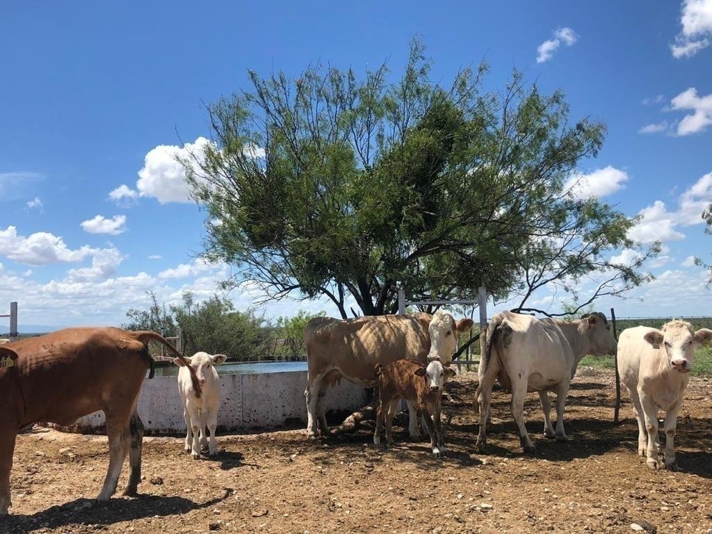 Rancho en venta, Coahuila con abundante agua cercado.