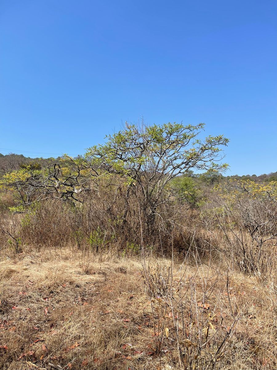 Terreno de 4 Hectáreas en VENTA!!! - foto 4
