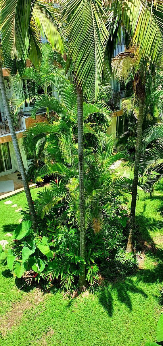 Apartment in Playa del Carmen, Playa del Carmen, photo 18 of 20
