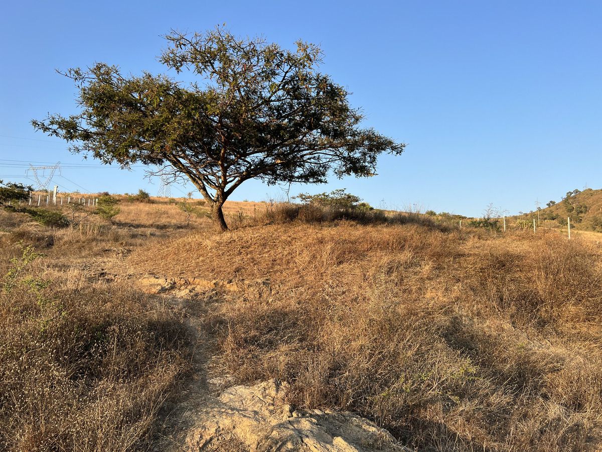 2 of 5: El Huizache