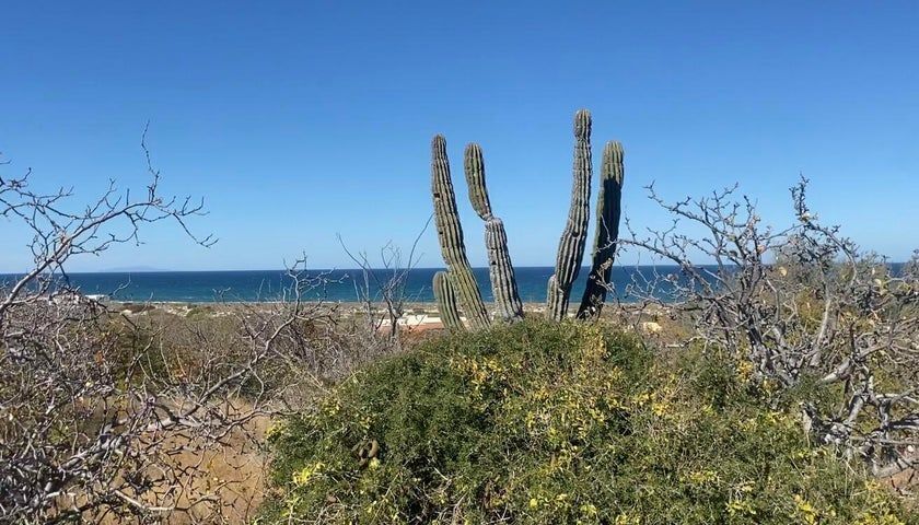 4 de 12: Hermoso cactus para decorar tu sueño Baja 