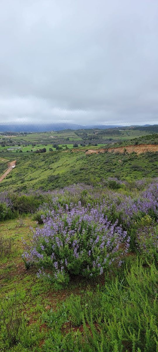Terreno en Venta Valle de Guadalupe, a Espaldas de Frida