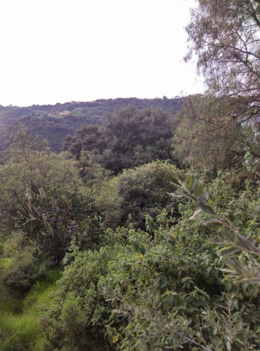 Terreno en Venta, ubicado en La Estadía suelo habitacional Cod. VTE817 - foto 5