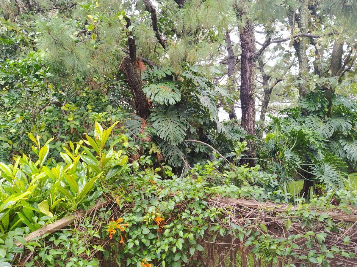 Jardin